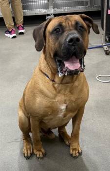 Cane Corso Dogs Available for Adoption - THANOS | PetCurious