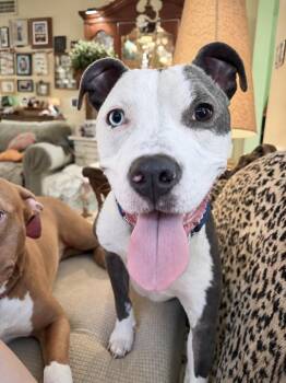 Enzo -  Pit Bull Terrier Dog for Adoption in Princeton, Massachusetts - Enzo | PetCurious
