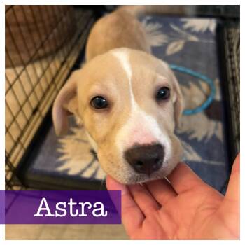 Labrador Retriever Dogs Available for Adoption in Cumming, Georgia - Astra | PetCurious