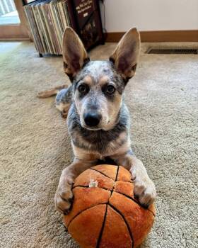 Grey -  Australian Cattle Dog Blue Heeler Dog Available for Adoption in Mansfield, Ohio - Grey | PetCurious