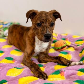 Shepherd and Mixed Breed Dogs Available for Adoption in Green Bay, Wisconsin - Blarney | PetCurious