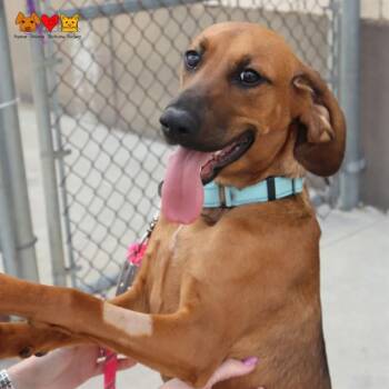 CALLIE -  Redbone Coonhound and Mixed Breed Dog for Adoption in Aliquippa, Pennsylvania - CALLIE | PetCurious
