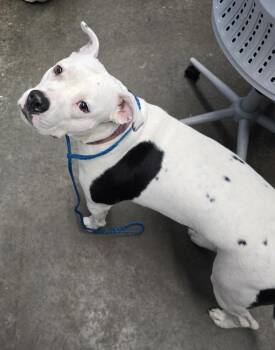 Katrina -  Pit Bull Terrier Dog for Adoption in Evansville, Indiana - Katrina | PetCurious
