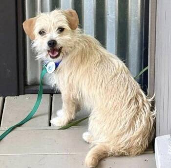 Miniature Poodle Dogs Available for Adoption in Larkfield-wikiup, California - Ivy | PetCurious