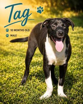 Tag -  Mixed Breed Dog for Adoption in Kingsland, Georgia - Tag | PetCurious