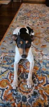 Rat Terrier and Terrier Dogs Available for Adoption in Brookshire, Texas - Reba | PetCurious