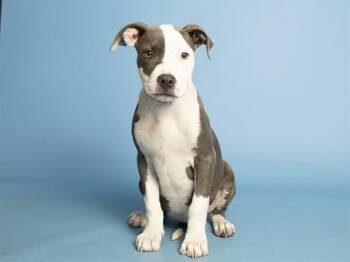 FROPPY -  Pit Bull Terrier Dog for Adoption in Phoenix, Arizona - FROPPY | PetCurious