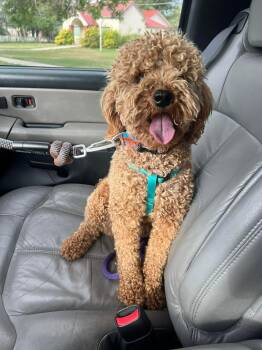 Little Lucy -  Poodle and Golden Retriever Dog for Adoption in Salt Lake City, Utah - Little Lucy | PetCurious