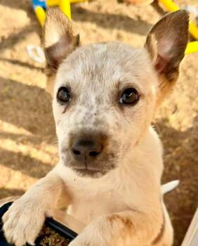 Australian Cattle Dog Blue Heeler Dogs Available for Adoption - Ingram | PetCurious