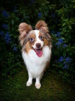 Australian Shepherd and Aussiedoodle Dogs Available for Adoption in Waldorf, Maryland - Bambi 0134 | PetCurious