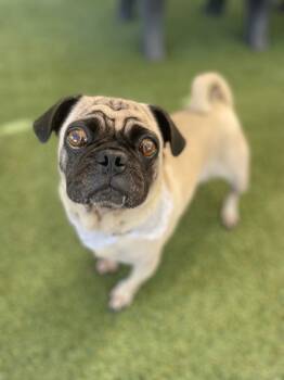 Rescue Pug Dogs for Adoption in Gardena, California - Cantaloupe | PetCurious