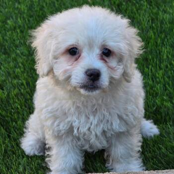 Pizza Pup - Margherita -  Maltese and Poodle Dog for Adoption in San Diego, California - Pizza Pup - Margherita | PetCurious