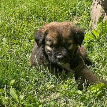 Shepherd and Mixed Breed Dogs Available for Adoption in Dayton, Ohio - Willow | PetCurious