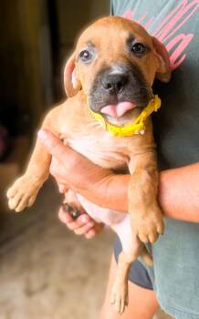 Breeze -  Mixed Breed Dog for Adoption in Jackson, Mississippi - Breeze | PetCurious
