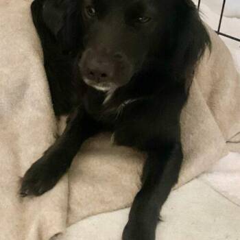DYLAN -  Spaniel and Dachshund Dog for Adoption in San Juan Capistrano, California - DYLAN | PetCurious
