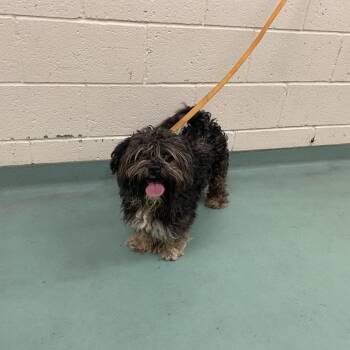 Rescue Mixed Breed Dogs for Adoption in Memphis, Tennessee - Browning | PetCurious