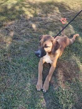 Brownie -  Hound Dog for Adoption in Cleveland, Tennessee - Brownie | PetCurious
