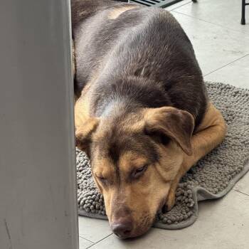 Hound and Labrador Retriever Dogs Available for Adoption in Rockville, Maryland - Archer | PetCurious