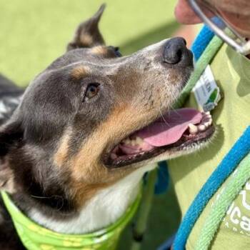Christie -  Australian Shepherd and Labrador Retriever Dog for Adoption in Largo, Florida - Christie | PetCurious
