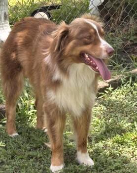 Brennan -  Australian Shepherd Dog for Adoption in Louise, Texas - Brennan | PetCurious