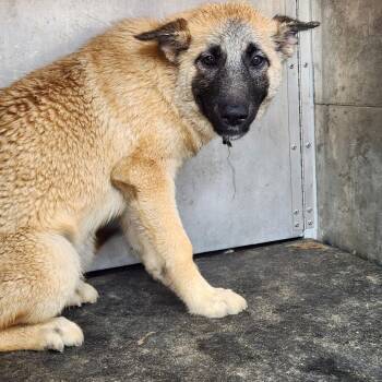 Zola -  German Shepherd Dog and Husky Dog for Adoption in Birmingham, Alabama - Zola | PetCurious