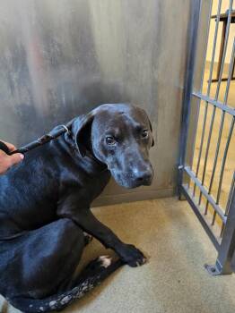 Found stray: Voodoo -  Pit Bull Terrier and Terrier Dog for Adoption in Rockwall, Texas - Found Stray: Voodoo | PetCurious