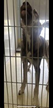 Horchata Fresca -  Mixed Breed Dog for Adoption in Wichita, Kansas - Horchata Fresca | PetCurious