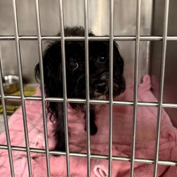 Mini -  Terrier Dog for Adoption in Northbrook, Illinois - Mini | PetCurious