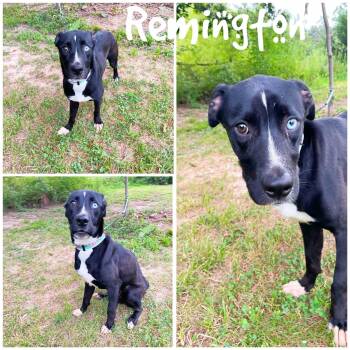 Remington -  Husky and Black Labrador Retriever Dog for Adoption in Saint James, Missouri - Remington | PetCurious