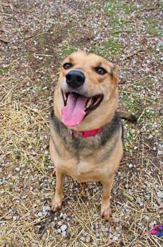Honor -  German Shepherd Dog and Mixed Breed Dog for Adoption in Morton Grove, Illinois - Honor | PetCurious
