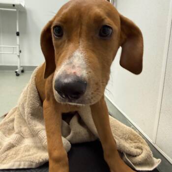 Fezco -  Terrier Dog for Adoption in Abilene, Texas - Fezco | PetCurious