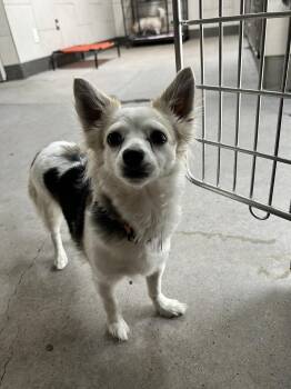 Chihuahua Dogs Available for Adoption - Simmer | PetCurious