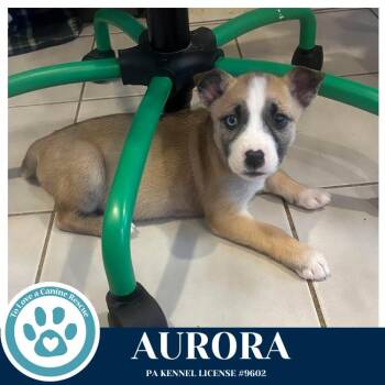 Husky Dogs Available for Adoption - Aurora (Northern Lights Litter) 012426 | PetCurious