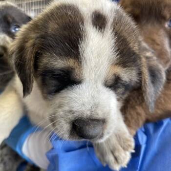Zafiro -  American Staffordshire Terrier and Mixed Breed Dog for Adoption in San Antonio, Texas - Zafiro | PetCurious
