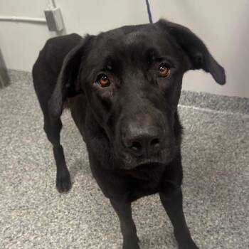 Cold Brew -  Labrador Retriever Dog for Adoption in Greenville, South Carolina - Cold Brew | PetCurious