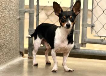 JESTER -  Chihuahua Dog for Adoption in Santa Rosa, California - JESTER | PetCurious