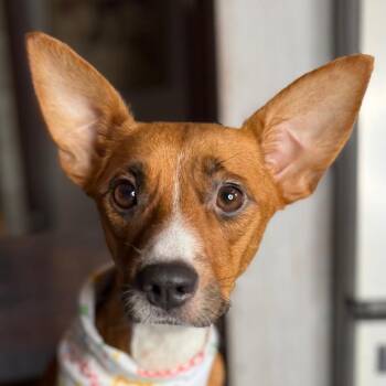 Peaches -  Rat Terrier and Mixed Breed Dog for Adoption in Aledo, Texas - Peaches | PetCurious