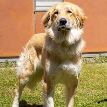 ELLIE -  Great Pyrenees and Golden Retriever Dog for Adoption in Richmond, California - ELLIE | PetCurious