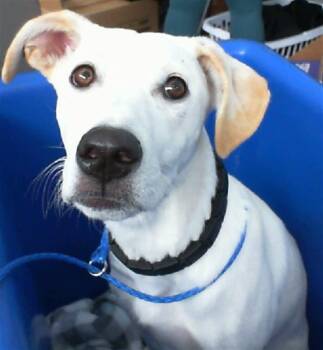 Rescue Mixed Breed Dogs for Adoption in Dallas, Texas - MILKA | PetCurious