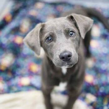 Mixed Breed Dogs Available for Adoption in Atlanta, Georgia - TITAN | PetCurious