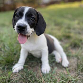 Kewpie -  Beagle and Saint Bernard Dog for Adoption in Rock Hill, South Carolina - Kewpie | PetCurious