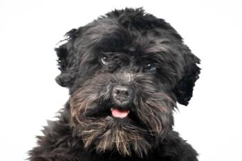 LUCY -  Schnauzer Dog for Adoption in Loveland, Colorado - LUCY | PetCurious