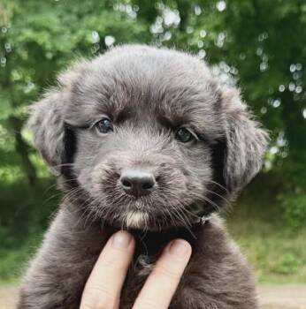 Black Labrador Retriever and Flat Coated Retriever Dogs Available for Adoption in Andover, Massachusetts - Pearl Sparkly | PetCurious