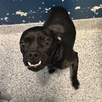 Mixed Breed Dogs Available for Adoption - Toffee Teefer | PetCurious