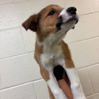 Masha -  Mixed Breed Dog for Adoption in Memphis, Tennessee - Masha | PetCurious
