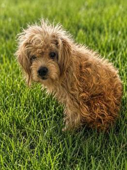 YATES -  Poodle Dog for Adoption - YATES | PetCurious
