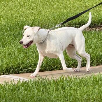 Ace -  Labrador Retriever and Mixed Breed Dog for Adoption in West Palm Beach, Florida - Ace | PetCurious