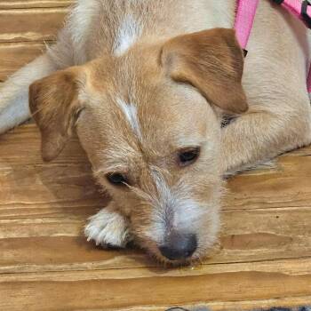 Dream -  Wheaten Terrier and Labrador Retriever Dog for Adoption in Athens, Alabama - Dream | PetCurious