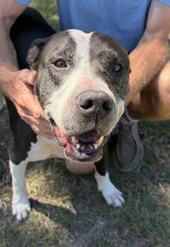 Bato -  American Bulldog Dog for Adoption in Lakeland, Florida - Bato | PetCurious