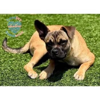 Terrier Dogs Available for Adoption in Inglewood, California - Bats | PetCurious
